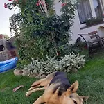 アパート Na Mazurach Elk. Rogale スタレ・ユヒ