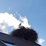 Na Mazurach Elk. Rogale